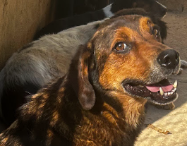 Apadrinhamento Paçoca