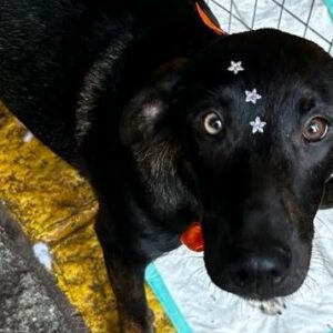 Apadrinhamento Acarajé