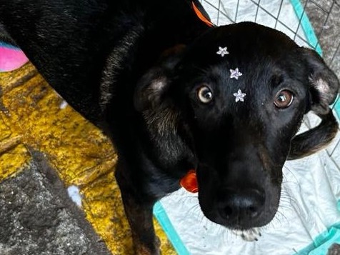 Apadrinhamento Acarajé