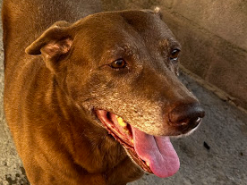 Apadrinhamento Sarah Mel